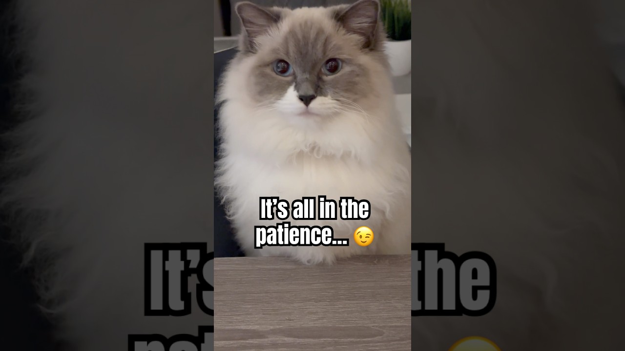 Cleo’s self control is unmatched 🤣👌 