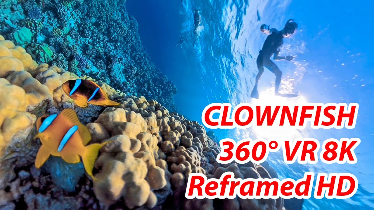 The Enchanting Underwater World of Nemo: clownfish in Red Sea paradise ...