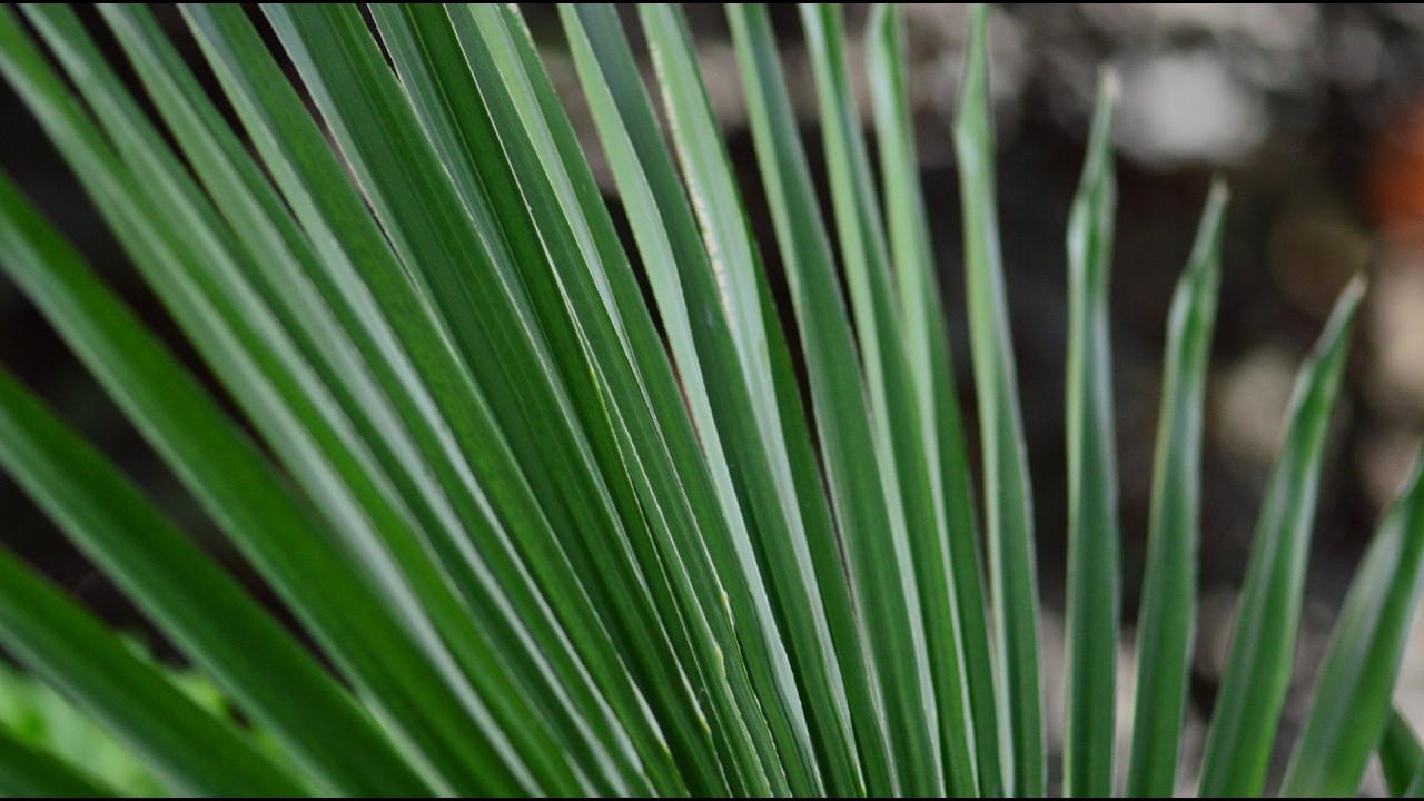 “Fruitless or Faithful” – Mark 11:12-26