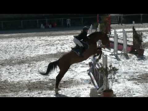 Quorum de Siva- jumping horse by Jaune et Rouge