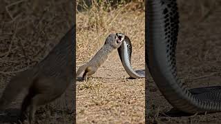 The mongoose may be small but it can take on one of nature’s deadliest enemies #SnakeVsMongoose