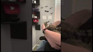We Interrupt Your Scrolling for 48 Seconds of Luna! π«Άπ»
Sometimes the internet can be⦠a lot.
So hereβs 48 seconds of Luna being the sweetest little cuddle bug to give you a chance to slow down, breathe, and enjoy some kitty snuggles. π»
While youβre here, I have a favor to ask!
Weβre creating a custom Luna plushie with Gimme Swag Merch, but we need 100 pledges by July 17th for the project to move forward. Weβre almost halfway there and thats so exciting!
A pledge is just $2, and once the plushie launches, 20% of proceeds will be donated to Homeward Bound Cat Adoptions here in Las Vegas.
If youβd like to help, youβll find the pledge link below and in the pinned comment. Even if you canβt pledge, liking, commenting, and sharing this Short helps us reach more people.
Thank you for hanging out with Luna for a minute and i hope you have a great day. πΎπ
https://www.gimmeswag.com/products/luna-plushie?_pos=2&_sid=0db0756b9&_ss=r
#LunaPlushie #CatLovers #YouTubeShorts We Interrupt Your Scrolling for 48 Seconds of Luna! π«Άπ»
