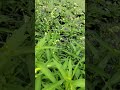 যারা টাকলুর নিচে প্যান্ট পরে #hati #rails#nature #funny