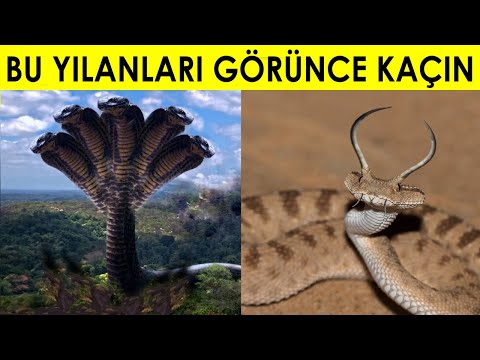 Bu Yılanları Gördükten Sonra Gece Uyuyamayacaksınız ! Dünyanın En Tehlikeli Yılanları..