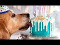 Drip Frosted Dog Birthday Cake