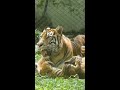 Tiernos cachorros de tigre sumatra