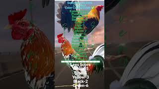Top Scorer September 02 2025 Color Coding Guide 🐓💯✅#trending #ayam #codelabs #codingblocks #codeyo