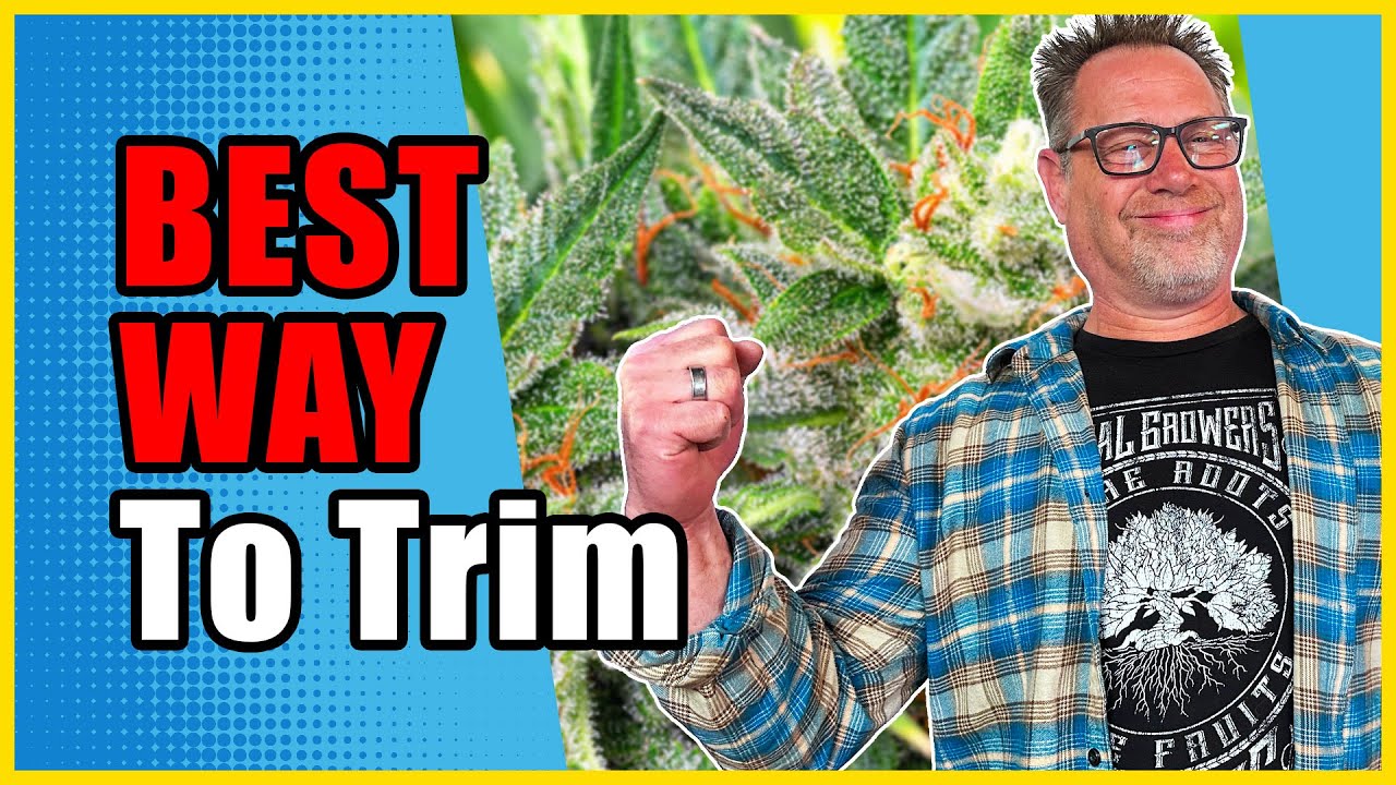 Trimming Your Buds Like THIS Keeps Your Cannabis Sticky and Potent