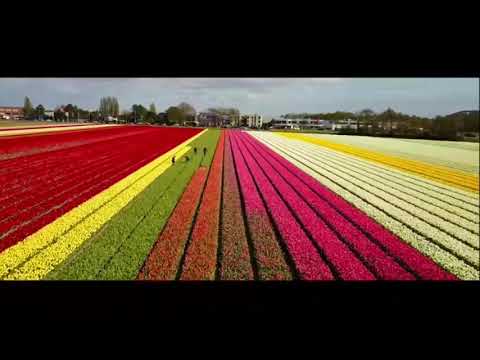 Video: De Ce Sunt Lalelele Simbolul Olandei