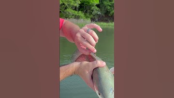 DNR tag on Bull Red drum