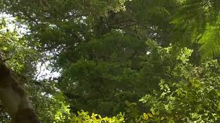[10 Hours] Jungle with Light Rainfall - Video & Soundscape [1080HD] SlowTV