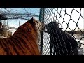 Huge slave tiger living inside a tiny, filthy zoo cage