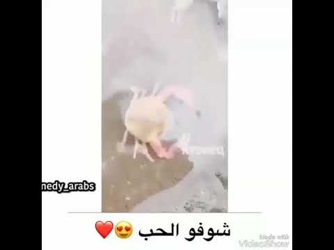 ومين قال اننا بكرة