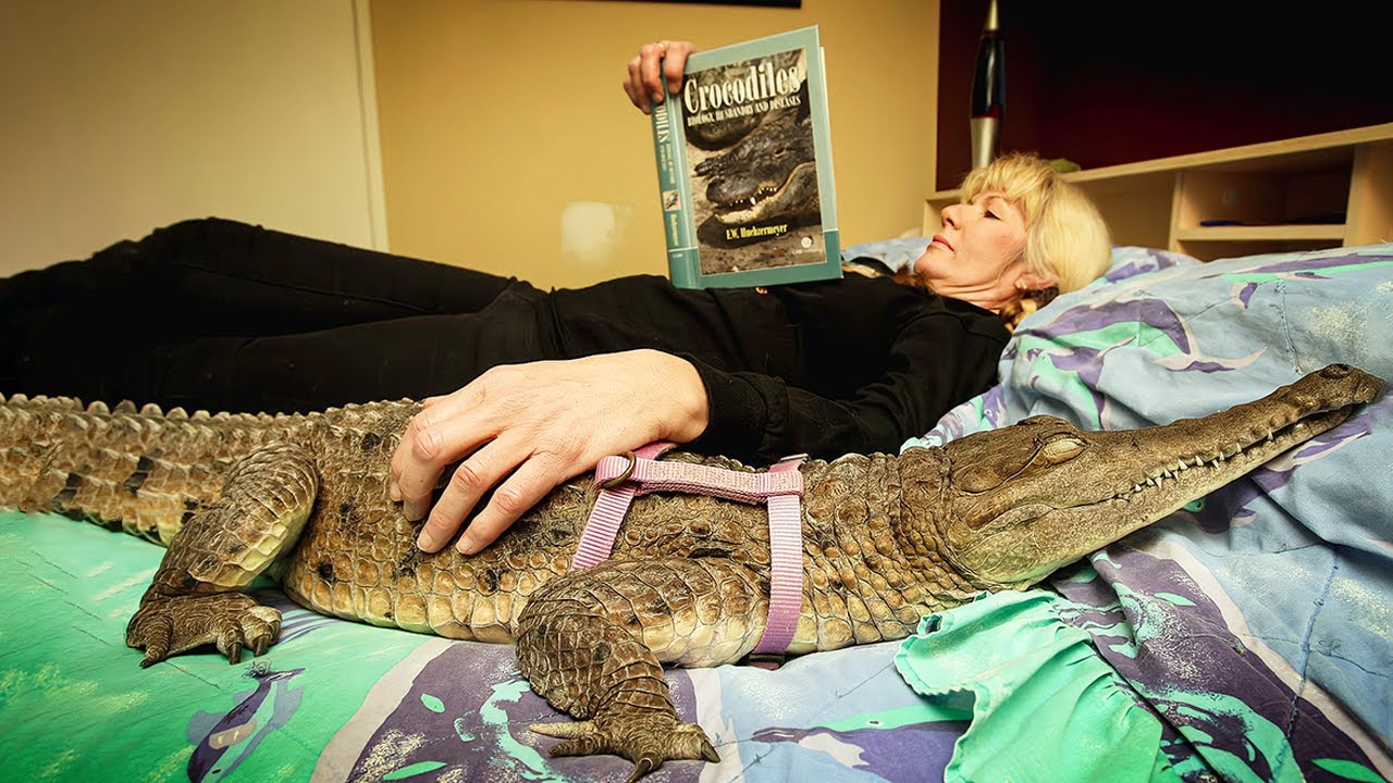 Woman raises cold-blooded, ferocious crocodile like her own child