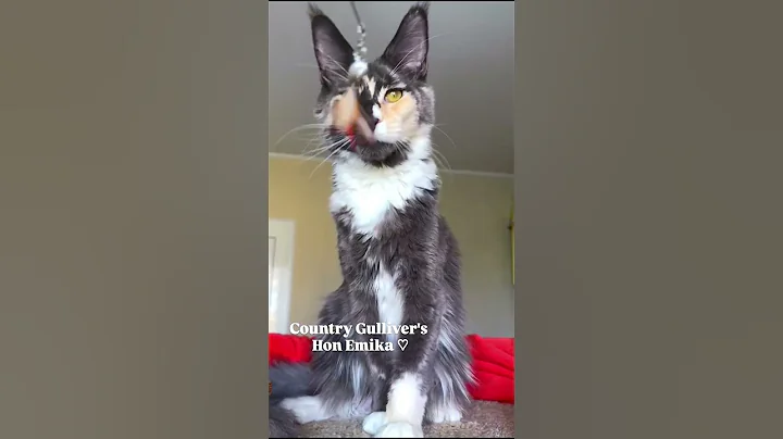 Video 10819961: coon kitten mainecoon, mainecoon cutecat meow, maine coon cattery, maine coon girl