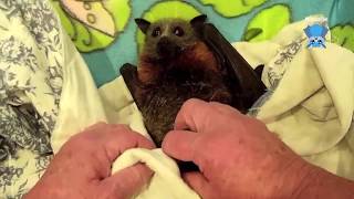 Rescuing a flying-fox in a courtyard: this is Jade