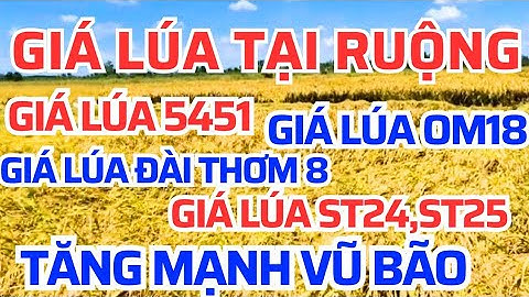 Giá lúa gạo hôm nay 06/12/2025 tăng đồng tại đồng các vùng
