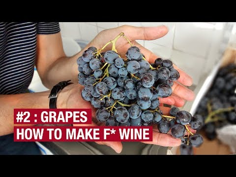 Video: Grapes Original: Sortenbeschreibung. Merkmale des Anbaus von Trauben Original