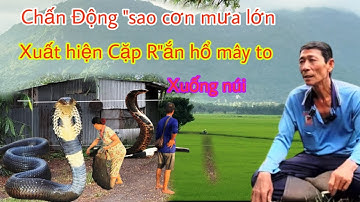 Chấn đồng” Sao Cơn mưa lơn xuất hiện Cặp R”ắn  hổ mây  to xuống núi  nằm dắt ngan lộ