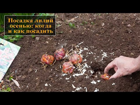 Посадка лилий осенью:  когда и как посадить