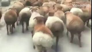 THICC SHEEP by UtubeUser 59,887 views 5 years ago 7 seconds