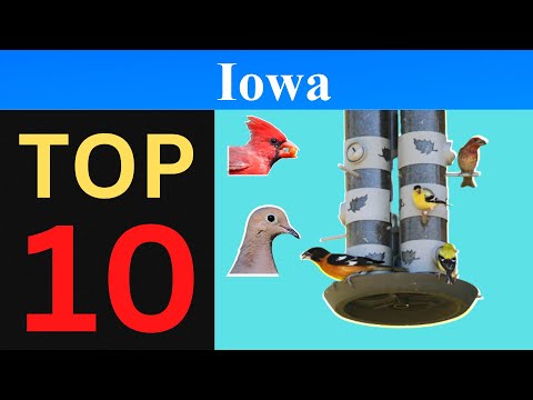 Top 10 Feeder Birds of Iowa [Brief]