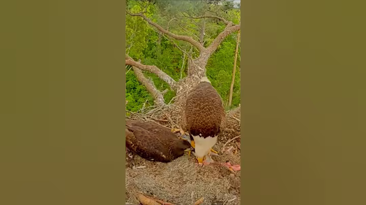 P#462- Review mother birds brings food to feed her babies in the nest, baby birds life #birdslover