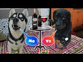 Daru Party In Lockdown || Roxy Vs Cheeni || Dog can talk part 32. Rottweiler, Husky, Review reloaded