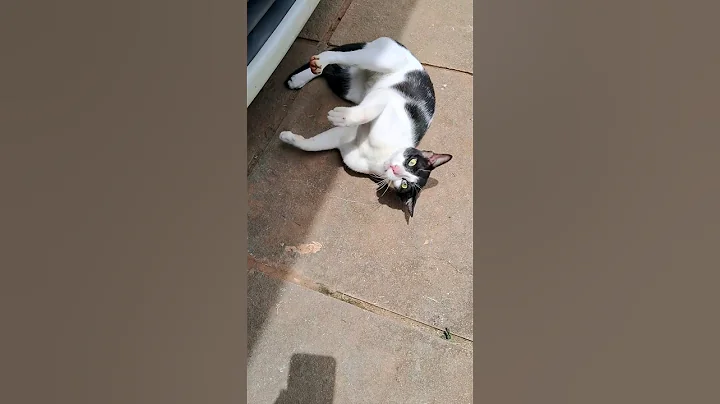 What's the problem 🤣🐈 #youtubeshorts #funny #cat #funnyshorts #trending #shorts #viralshort