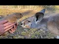 Kangaroo meets Prairie Dog (they kiss)