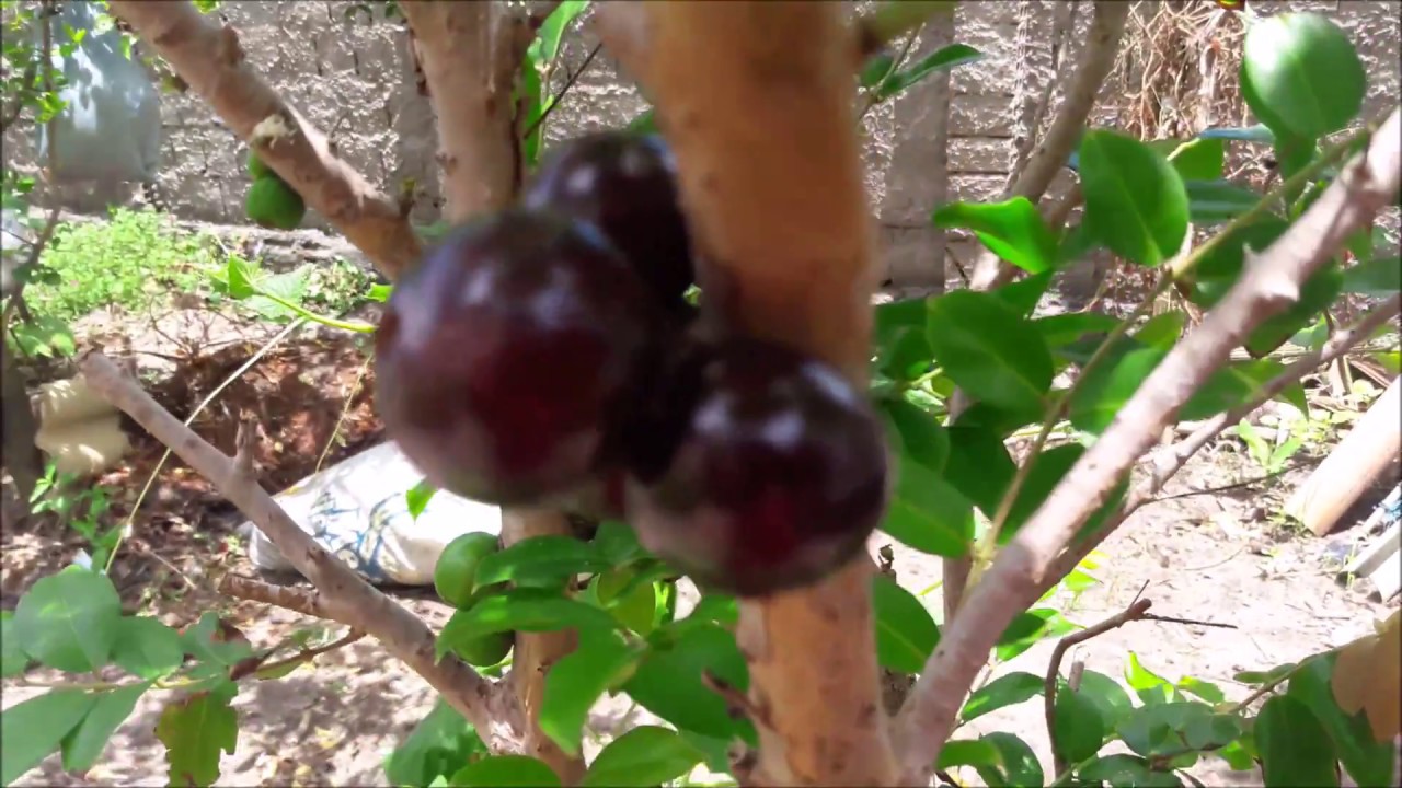 terraria journey's end PÉ DE JABOTICABA EM VASO-