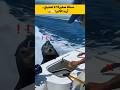 فقمة ذكية تفاجئ الصياد وترفض السمكة الصغيرة 