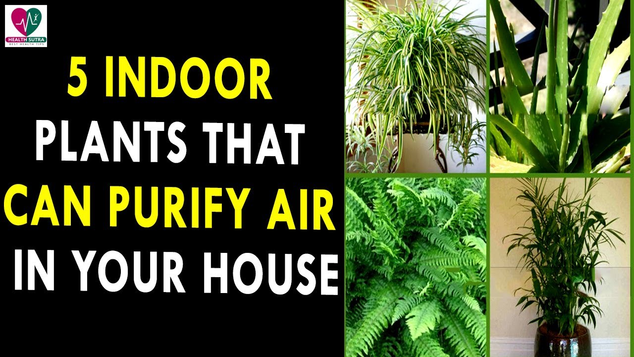 5 Indoor Plants That Can Purify The Air In Your House || Health Sutra - Best Health Tips dr.khader health tips in english