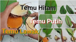 Jamu Temulawak Murni Tanpa Pengawet Segar 7 Hari - Temulawak Jamu Without Preservatives Fresh 7 Days