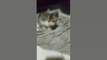 Thumbnail of #music #song #coversong #jalanyangjauhjanganlupapulang #cat #butifyoucloseyoureyes #cover