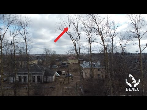 видеоочерк, спасение кота с дерева
