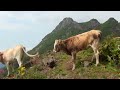 Горные коровы не любят туристов ! Хайкинг с Андреем Думчевым .