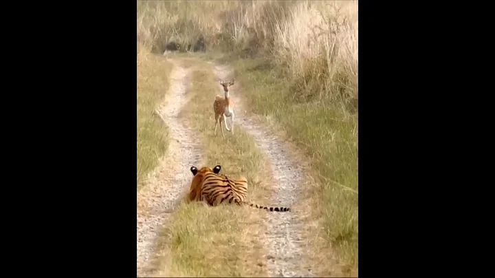 Tiger Attack Fawn(Deer Cubs). please subscribe my YouTube #cats  #animal #tiger #viral #ranthambor - DayDayNews