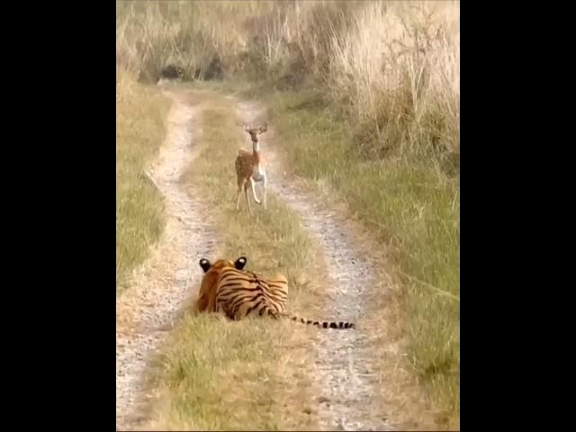 Tiger Attack Fawn(Deer Cubs). please subscribe my YouTube #cats  #animal #tiger #viral #ranthambor