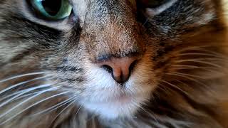 Cute face