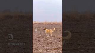 Bizon Pitomnik:Gres Xorezm #dog #алабай #cao #волкодав #казахстан #кавказ #uzbekistan #кавказ