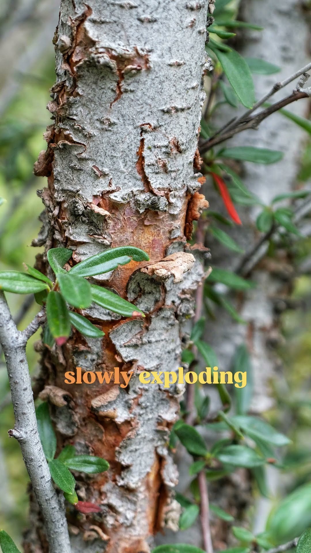 making dye out of tree bark then knitting a tree bark pattern