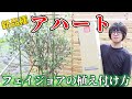 【果樹】フェイジョアの新品種アハートの紹介とフェイジョアの根鉢を崩す植え方。タキイ種苗【feijoa | Arhart】