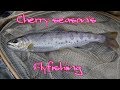 Cherry season's Flyfishing 2019 03 30