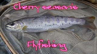 Cherry season's Flyfishing 2019 03 30