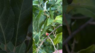 Autumn Olive (wild edibles)