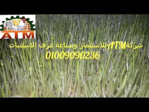مراحل استنبات الشعير