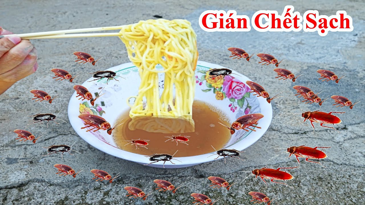 Cách Diệt Dán Chết Sạch Cả Dòng Họ Nhà Nó / Hướng Dẫn Mẹo Diệt Gián , Giết Chuột Cống Bằng Mì Tôm