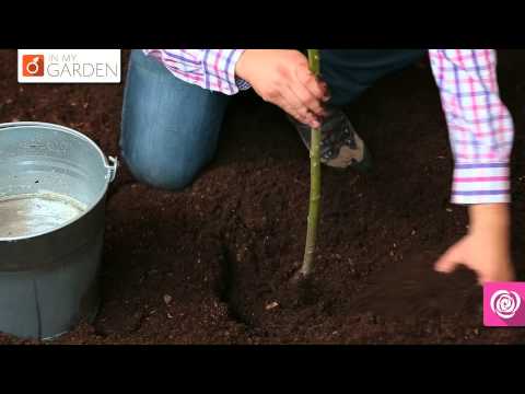 Video: Jak Zasadit Růži Na šípku