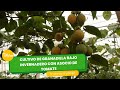 Cultivo de granadilla bajo invernadero con asocio de tomate - TvAgro por Juan Gonzalo Angel Restrepo